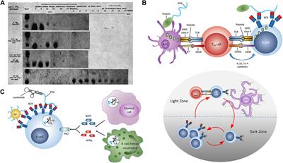 PEG: Will It Come Back to You? Polyethelyne Glycol Immunogenicity, COVID Vaccines, and the Case for New PEG Derivatives and Alternatives